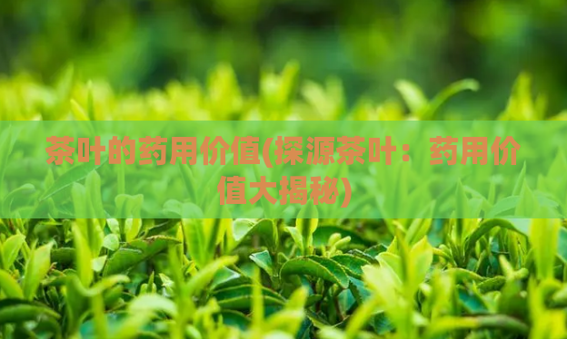 茶叶的药用价值(探源茶叶：药用价值大揭秘)