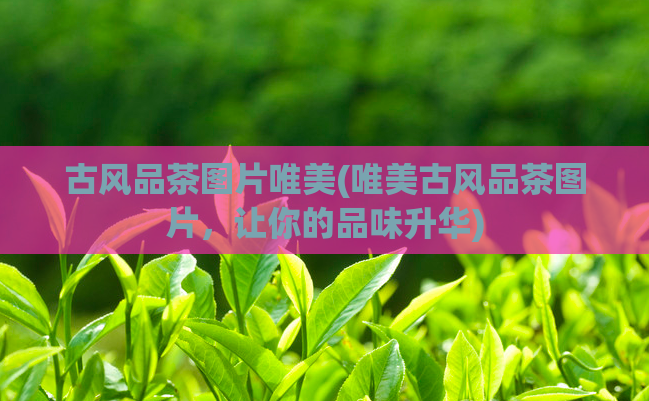 古风品茶图片唯美(唯美古风品茶图片，让你的品味升华)