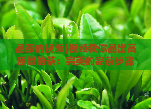 品茶的视频(视频教你品出高质量的茶：完美的品茶步骤)