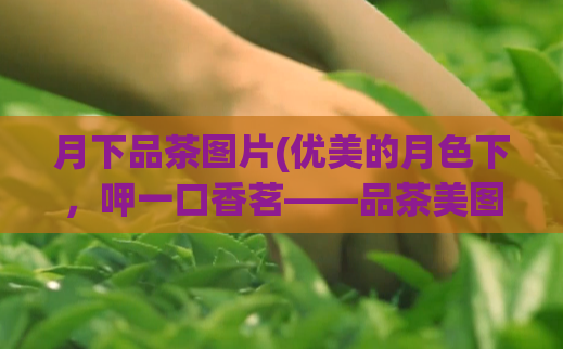 月下品茶图片(优美的月色下,呷一口香茗——品茶美图。)