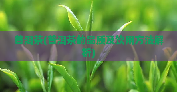 普洱茶(普洱茶的品质及饮用方法解析)