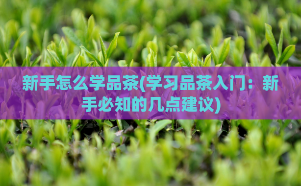 新手怎么学品茶(学习品茶入门：新手必知的几点建议)