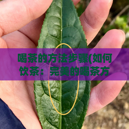 喝茶的方法步骤(如何饮茶：完美的喝茶方式)