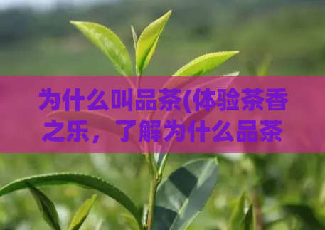 为什么叫品茶(体验茶香之乐，了解为什么品茶如此重要)
