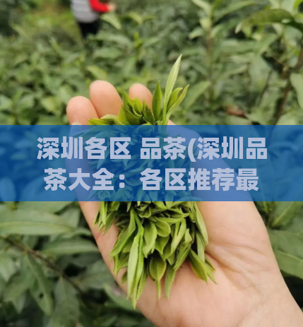深圳各区 品茶(深圳品茶大全：各区推荐最佳品茶地)