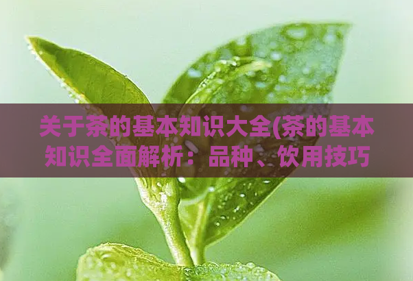 关于茶的基本知识大全(茶的基本知识全面解析：品种、饮用技巧和营养价值)