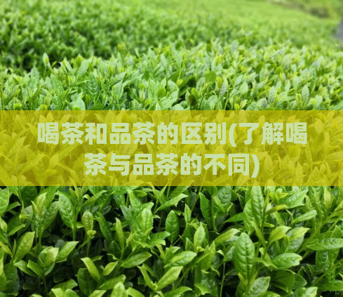 喝茶和品茶的区别(了解喝茶与品茶的不同)