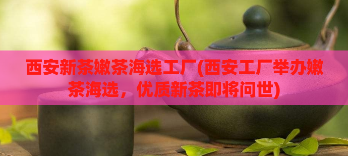 西安新茶嫩茶海选工厂(西安工厂举办嫩茶海选，优质新茶即将问世)