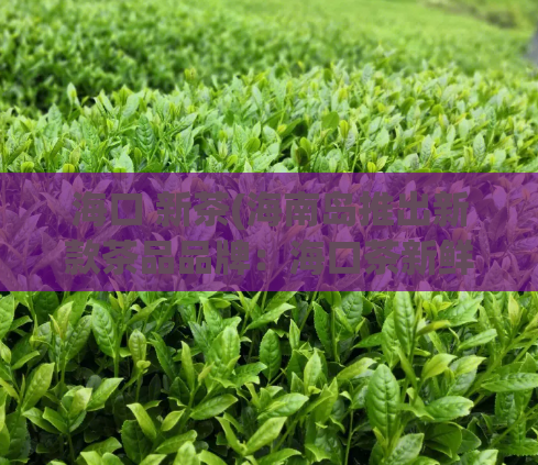 海口 新茶(海南岛推出新款茶品品牌:海口茶新鲜上市!)