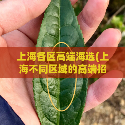 上海各区高端海选(上海不同区域的高端招聘选拔)