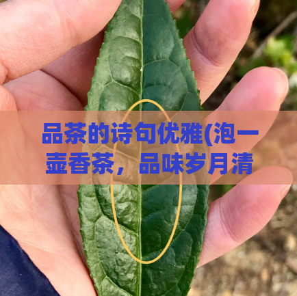 品茶的诗句优雅(泡一壶香茶,品味岁月清欢)