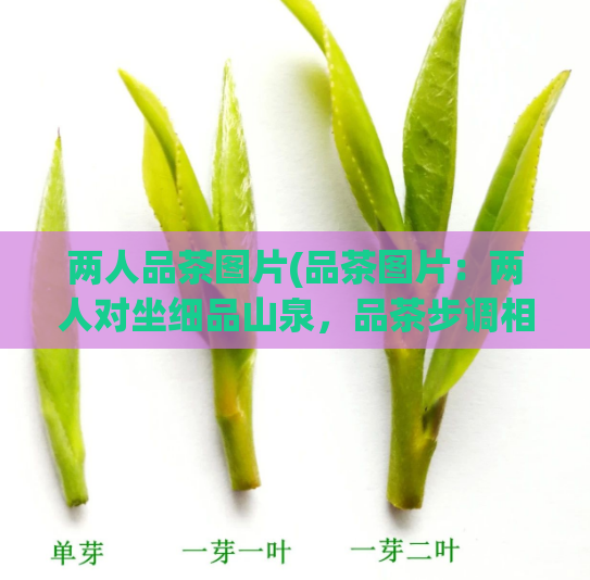 两人品茶图片(品茶图片：两人对坐细品山泉，品茶步调相得品味山泉，两人同享)