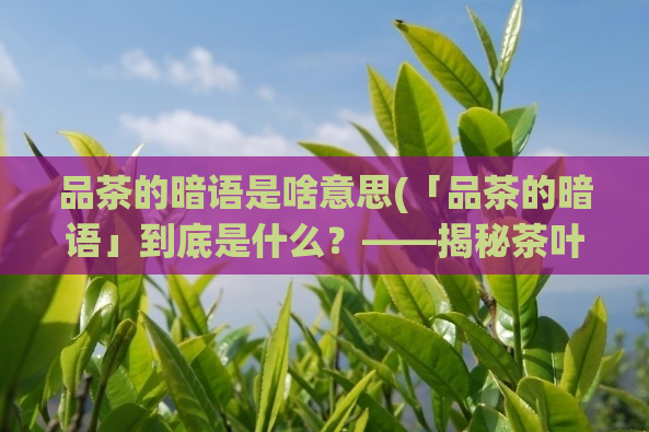 品茶的暗语是啥意思(「品茶的暗语」到底是什么？——揭秘茶叶行业的那些秘密)