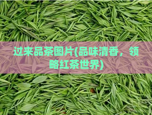 过来品茶图片(品味清香,领略红茶世界)