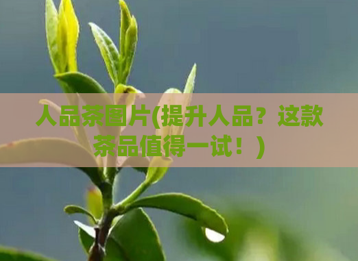 人品茶图片(提升人品？这款茶品值得一试！)