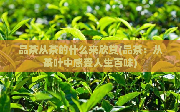 品茶从茶的什么来欣赏(品茶：从茶叶中感受人生百味)