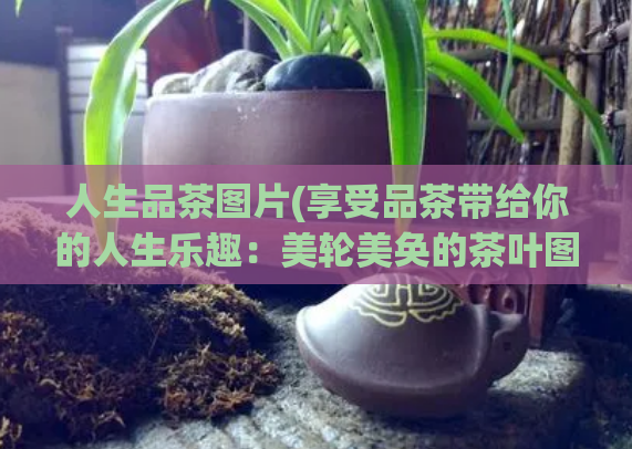 人生品茶图片(享受品茶带给你的人生乐趣:美轮美奂的茶叶图片欣赏)