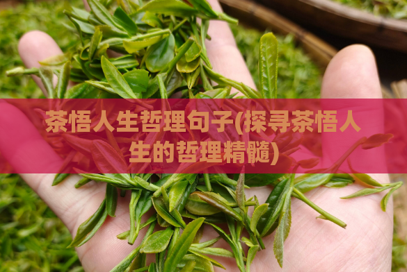 茶悟人生哲理句子(探寻茶悟人生的哲理精髓)