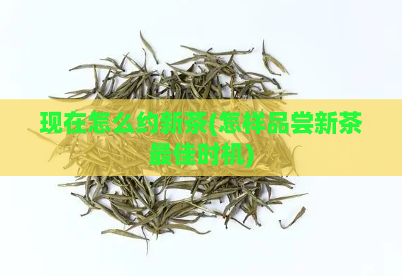 现在怎么约新茶(怎样品尝新茶最佳时机)