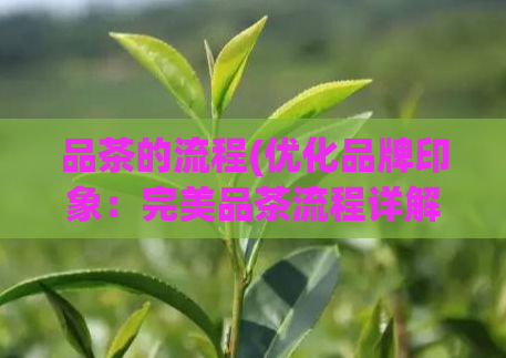 品茶的流程(优化品牌印象:完美品茶流程详解)