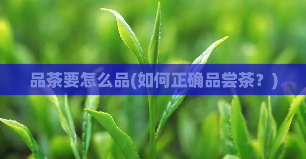 品茶要怎么品(如何正确品尝茶？)