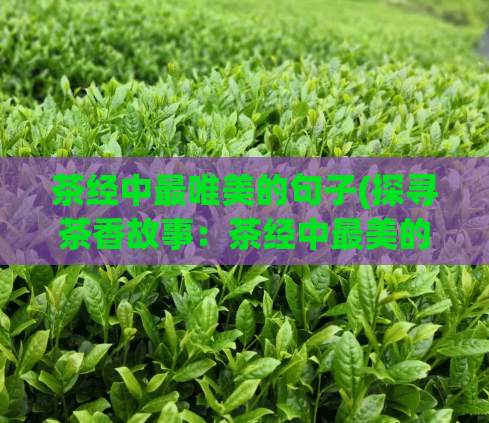 茶经中最唯美的句子(探寻茶香故事：茶经中最美的旋律)