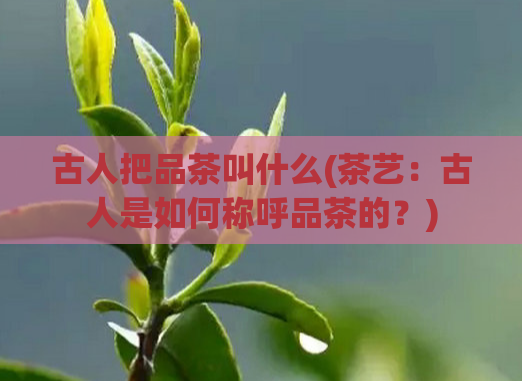 古人把品茶叫什么(茶艺：古人是如何称呼品茶的？)