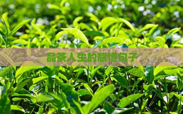 品茶人生的感悟句子