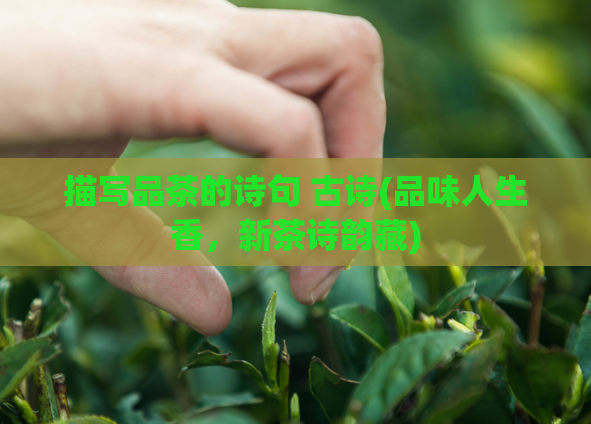 描写品茶的诗句 古诗(品味人生香,新茶诗韵藏)