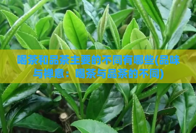 喝茶和品茶主要的不同有哪些(品味与禅意：喝茶与品茶的不同)