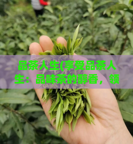 品茶人生(享受品茶人生:品味茶的醇香,领略生活的美好)