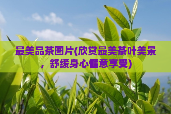 最美品茶图片(欣赏最美茶叶美景,舒缓身心惬意享受)