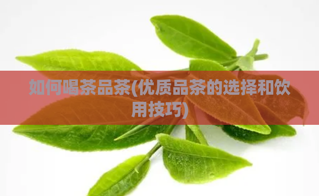 如何喝茶品茶(优质品茶的选择和饮用技巧)