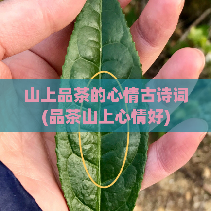 山上品茶的心情古诗词(品茶山上心情好)