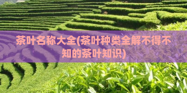 茶叶名称大全(茶叶种类全解不得不知的茶叶知识)