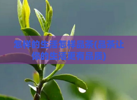 怎样的生活怎样品茶(品茶让你的生活更有品质)