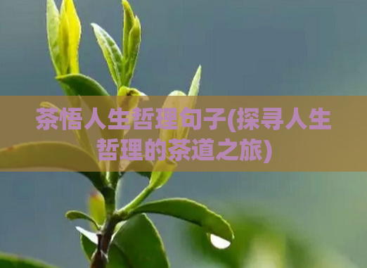 茶悟人生哲理句子(探寻人生哲理的茶道之旅)