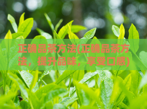 正确品茶方法(正确品茶方法,提升品味,享受口感)
