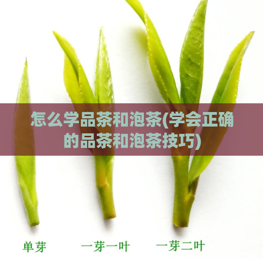 怎么学品茶和泡茶(学会正确的品茶和泡茶技巧)
