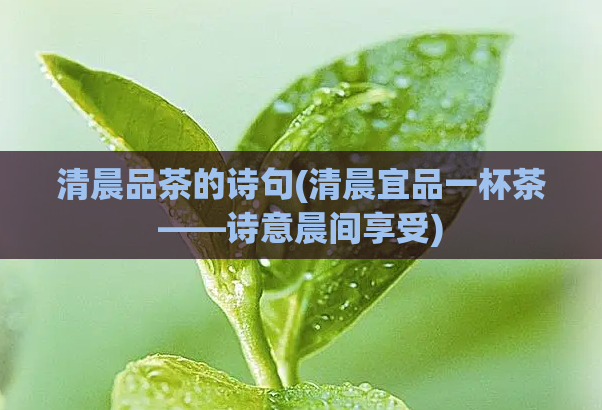 清晨品茶的诗句(清晨宜品一杯茶——诗意晨间享受)