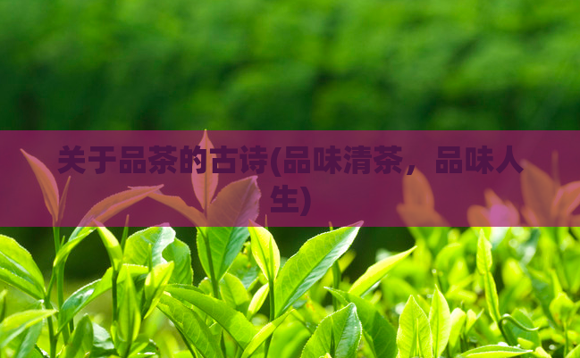 关于品茶的古诗(品味清茶，品味人生)