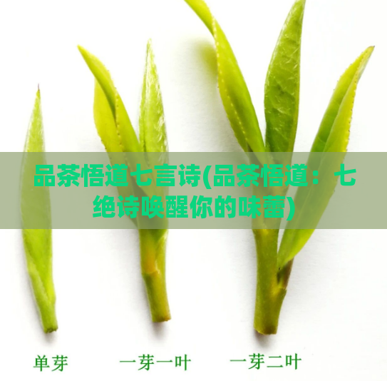 品茶悟道七言诗(品茶悟道:七绝诗唤醒你的味蕾)