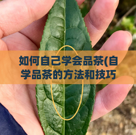 如何自己学会品茶(自学品茶的方法和技巧,全面提升品茶水平)