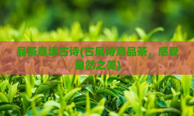 品茶意境古诗(古风诗意品茶，感受自然之美)