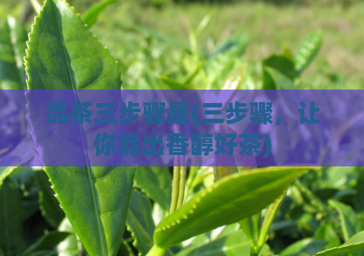 品茶三步骤是(三步骤,让你品出香醇好茶)