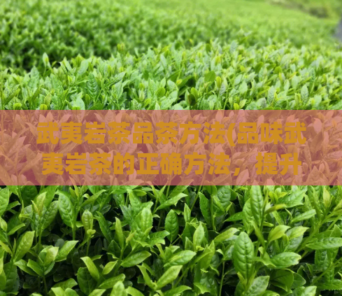 武夷岩茶品茶方法(品味武夷岩茶的正确方法，提升你的品茶体验)
