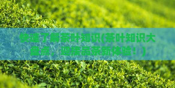 快速了解茶叶知识(茶叶知识大盘点,迎接品茶新体验!)