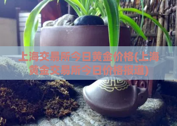 上海交易所今日黄金价格(上海黄金交易所今日价格报道)