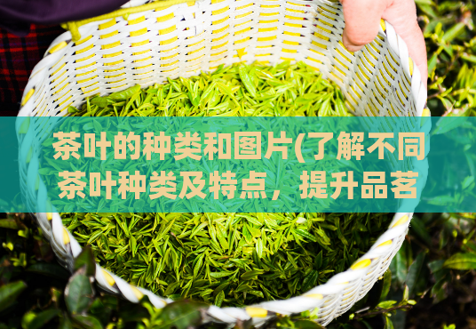 茶叶的种类和图片(了解不同茶叶种类及特点,提升品茗享受)