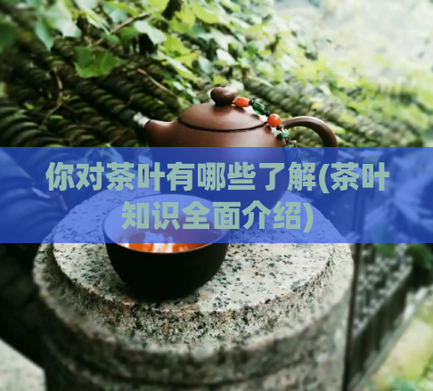 你对茶叶有哪些了解(茶叶知识全面介绍)